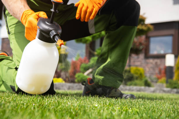 Flea Control Services in Edgewater, FL