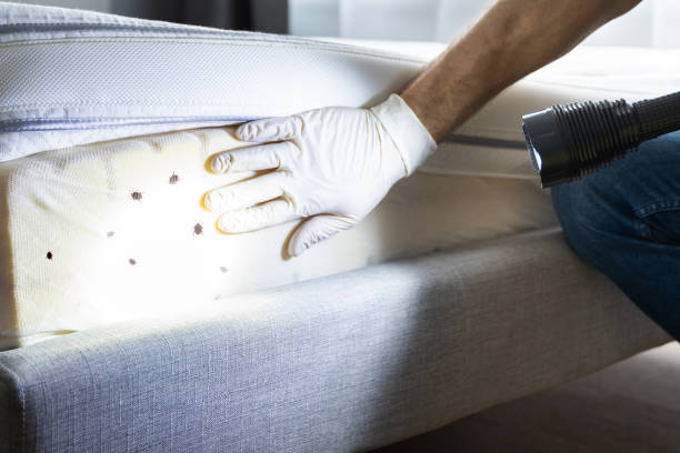 Best Flea Control Services  in Edgewater, FL