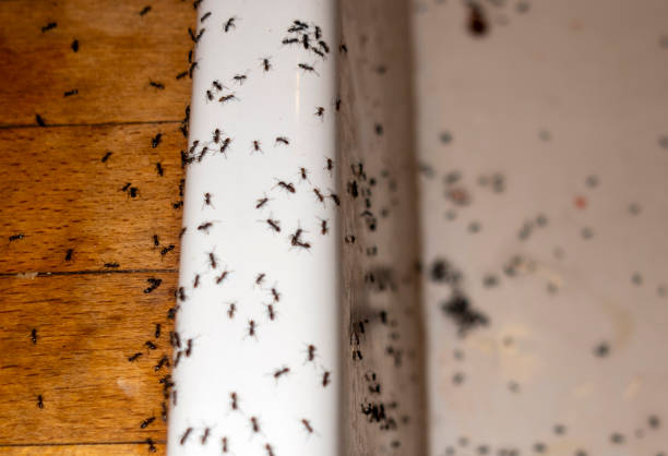 Best Ant Control Services  in Edgewater, FL