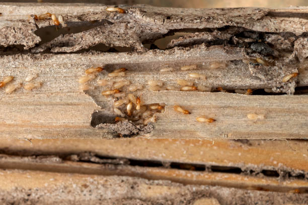 Pest Prevention Services in Edgewater, FL