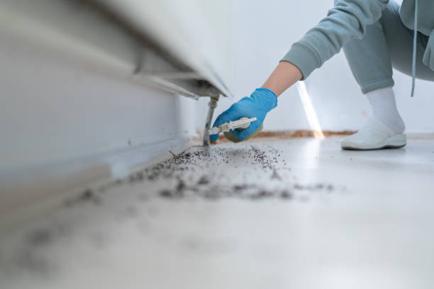 Reliable Edgewater, FL Pest Control Solutions